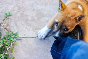 Who Is Liable in a Dog Bite Claim?