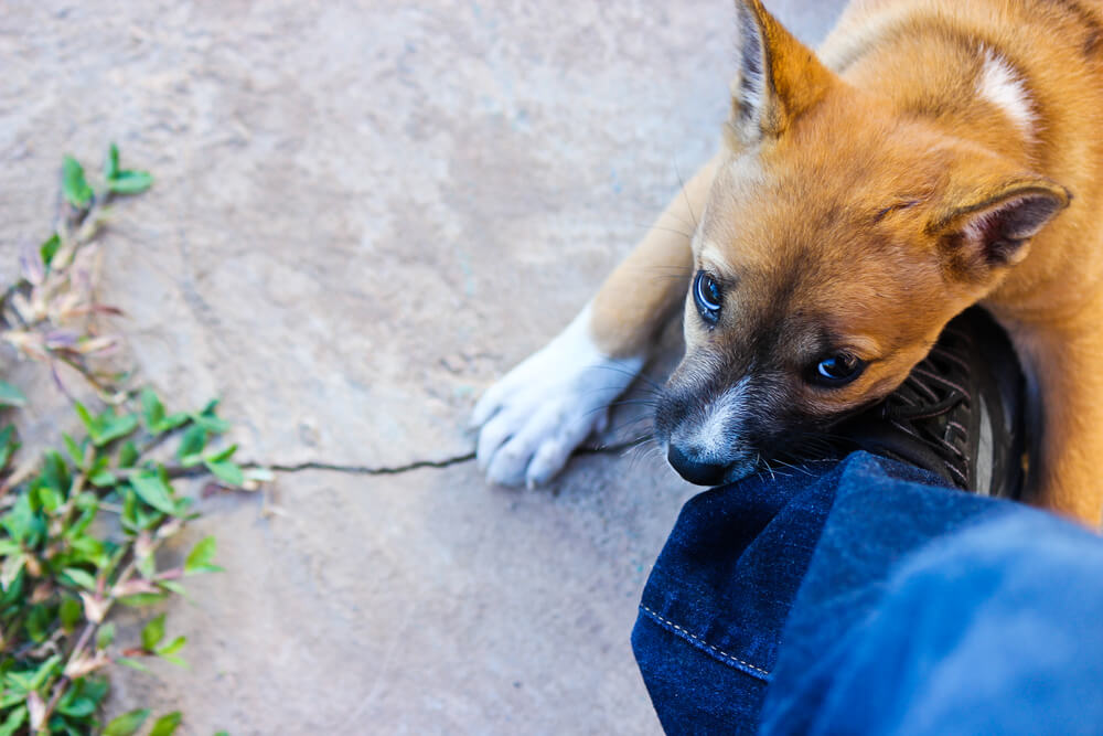 Who Is Liable in a Dog Bite Claim