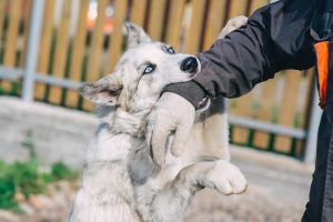 Who Is Liable in a Dog Bite Claim?